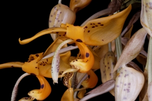 Stanhopea jenischiana Huntingtons Candycorn AM/AOS 84 pts.